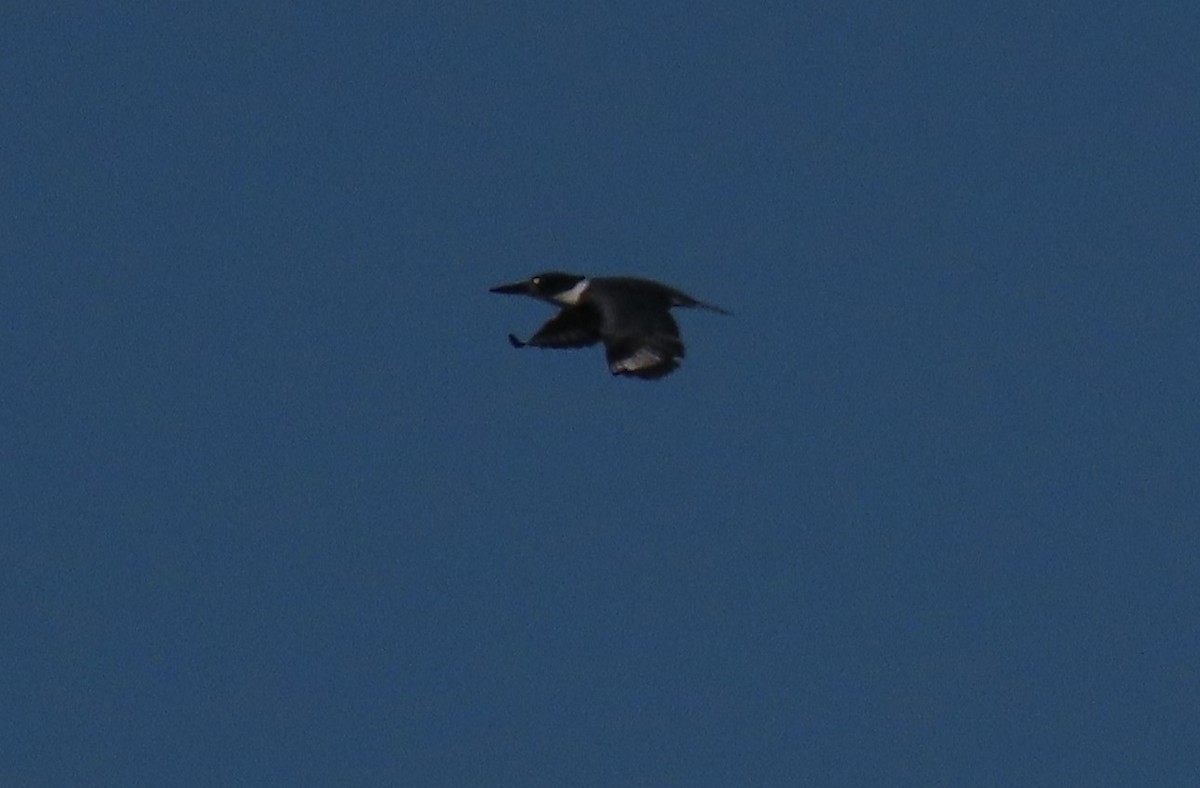 Belted Kingfisher - ML267308741