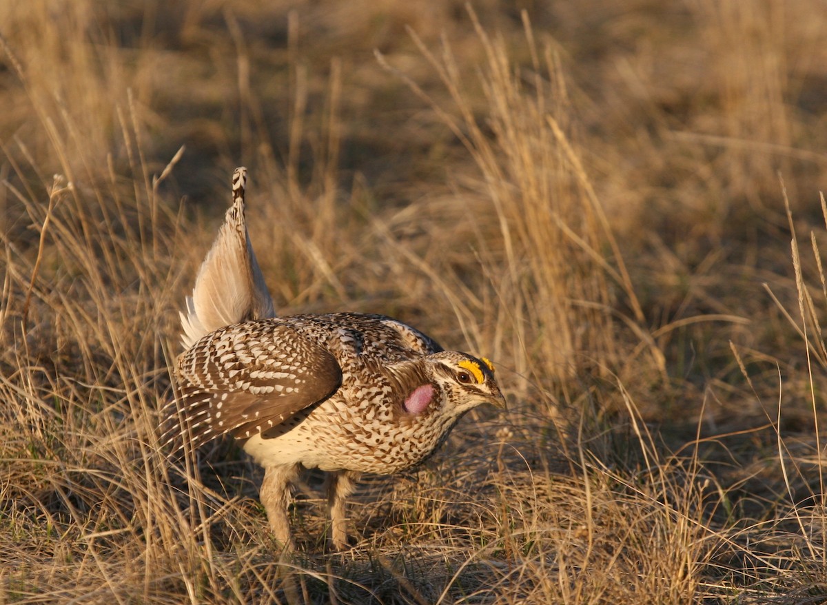 Sharp-tailed Grouse - Cole Wolf