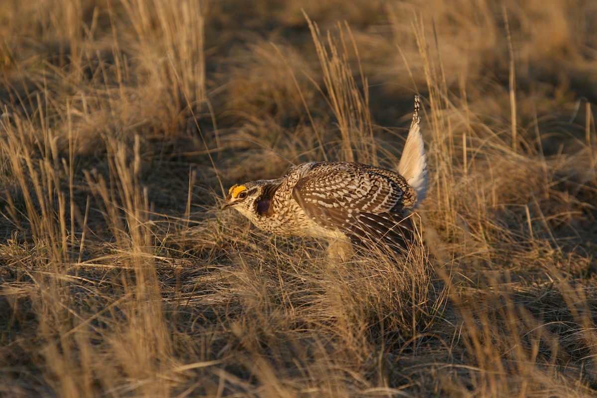 Sharp-tailed Grouse - Cole Wolf