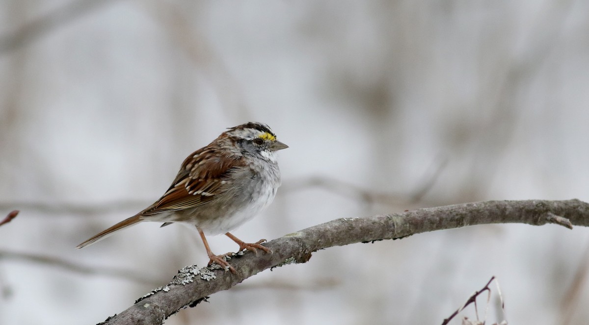 White-throated Sparrow - ML26731071