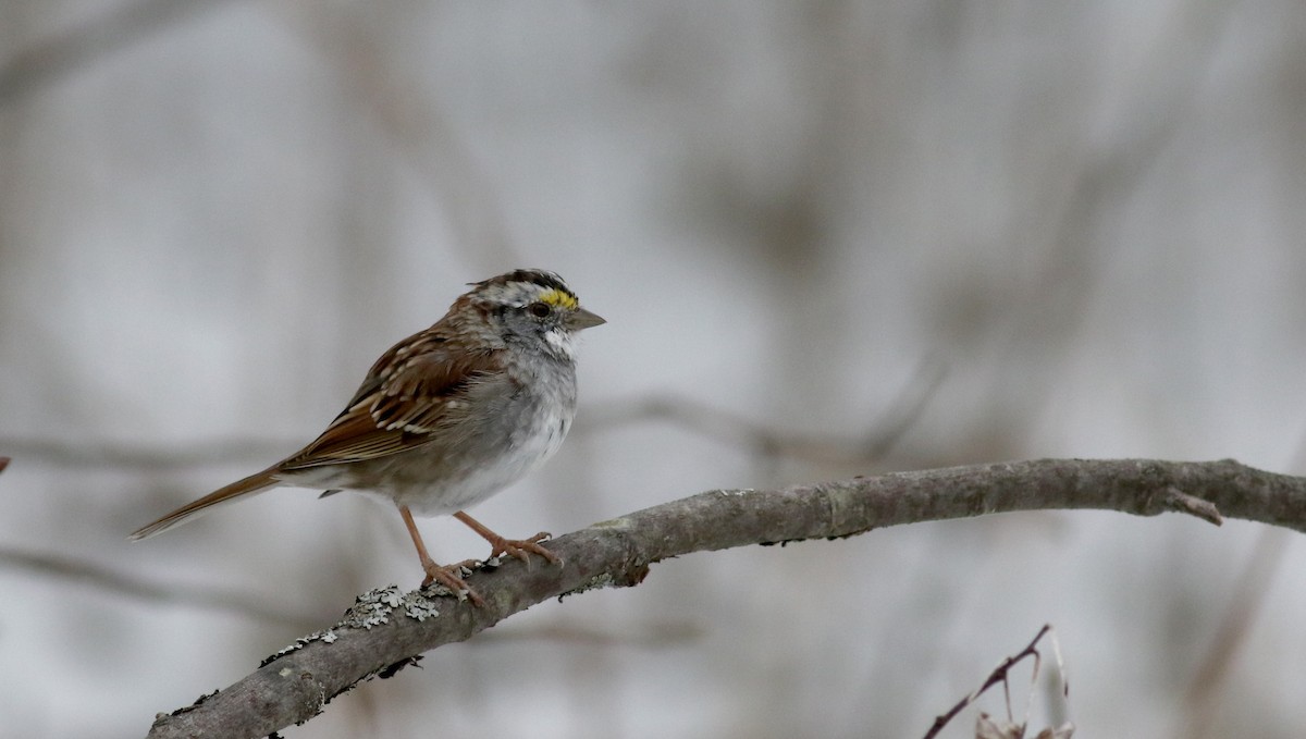 White-throated Sparrow - ML26731081