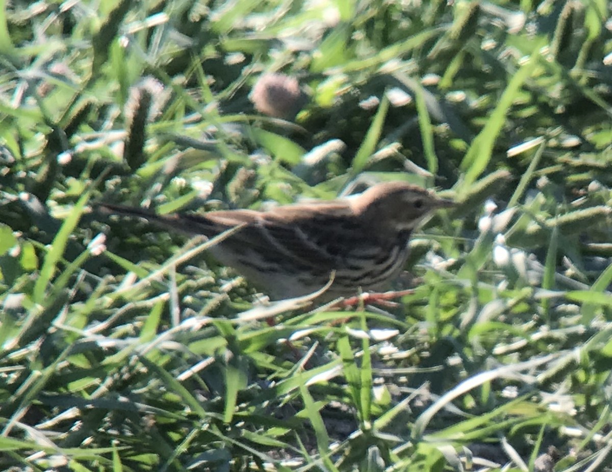 Red-throated Pipit - ML267312291