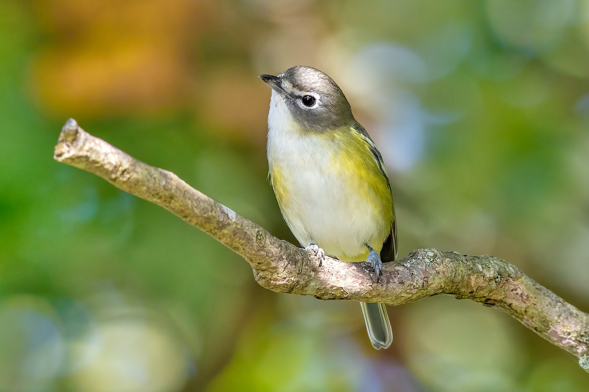 Blue-headed Vireo - Brad Imhoff