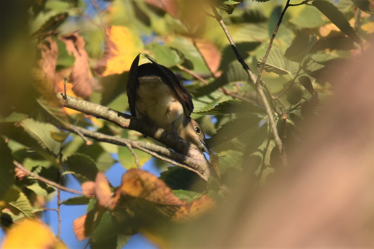 Black-billed Cuckoo - irina shulgina