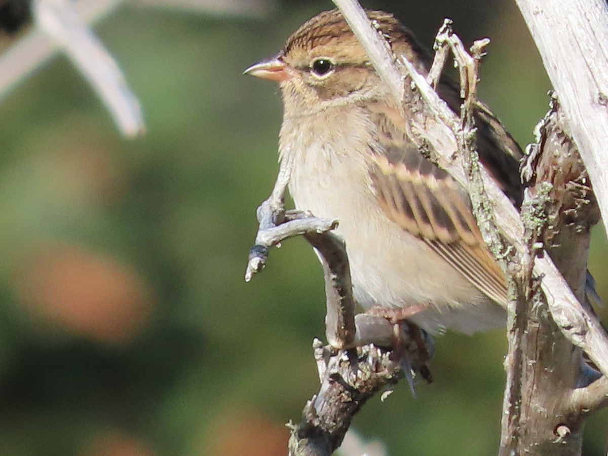 Chipping Sparrow - Gary Poole