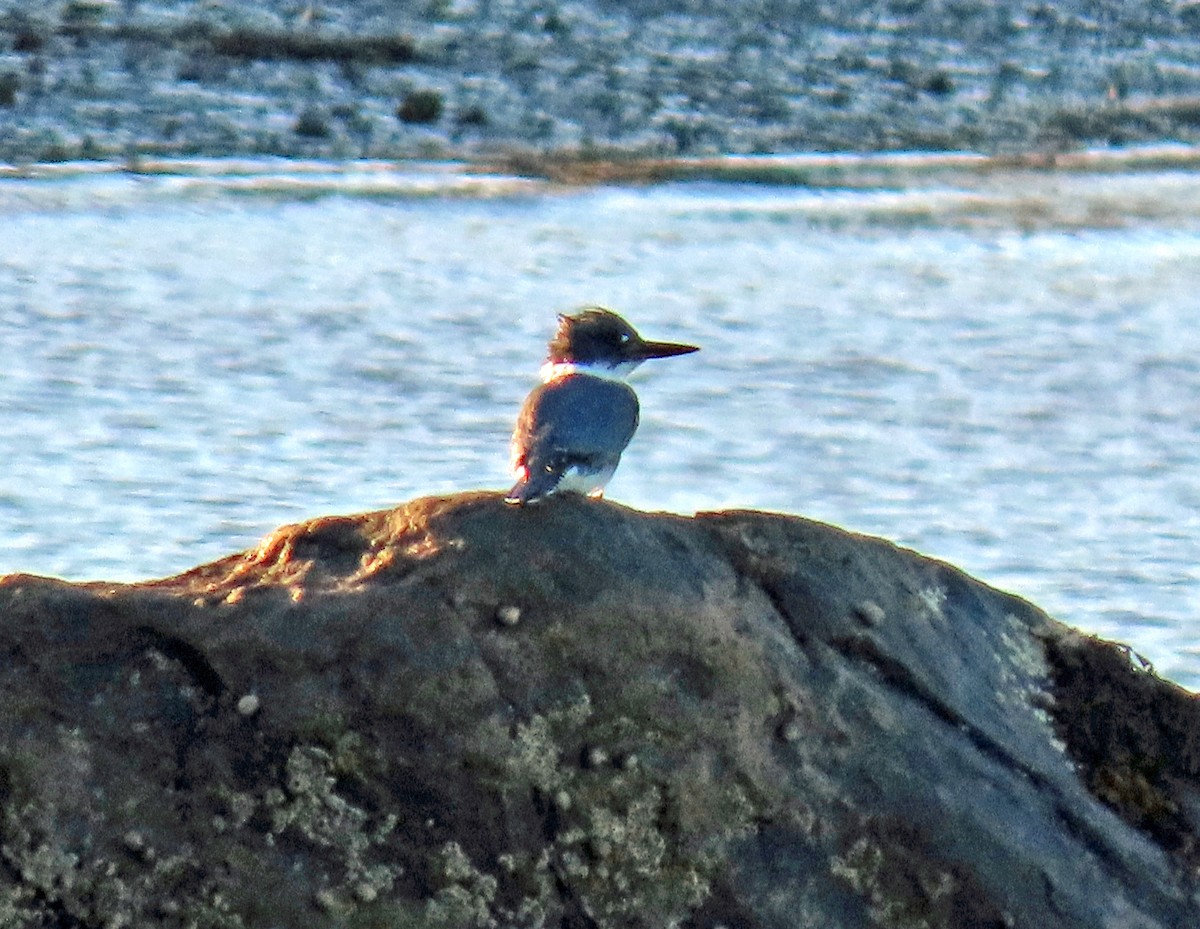 Belted Kingfisher - ML267325031