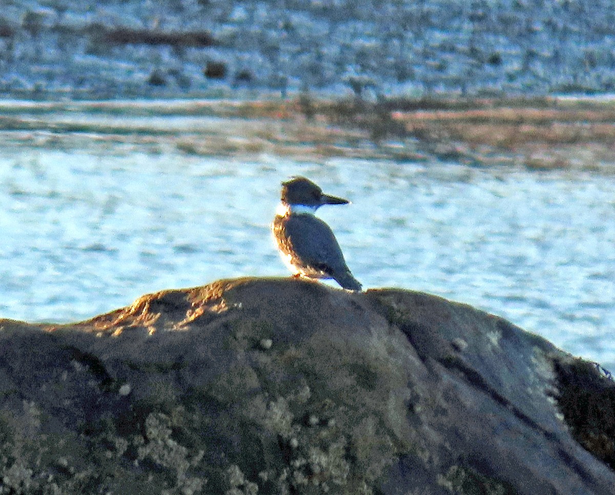 Belted Kingfisher - ML267325041