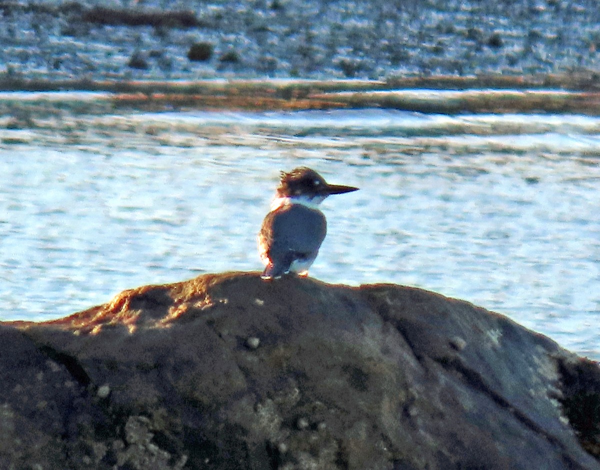 Belted Kingfisher - ML267325051