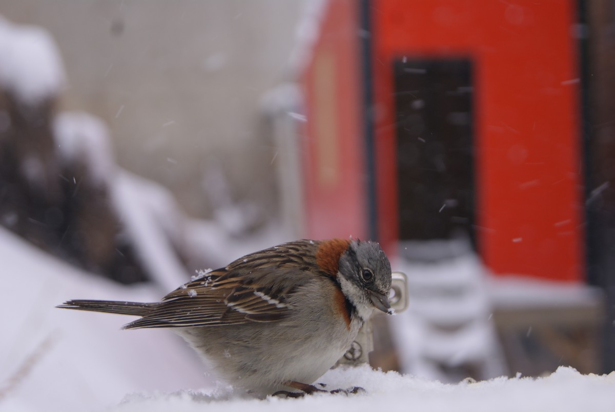 Rufous-collared Sparrow - Lionel Medina