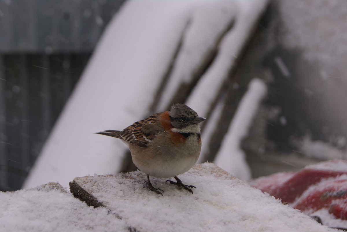 Rufous-collared Sparrow - Lionel Medina