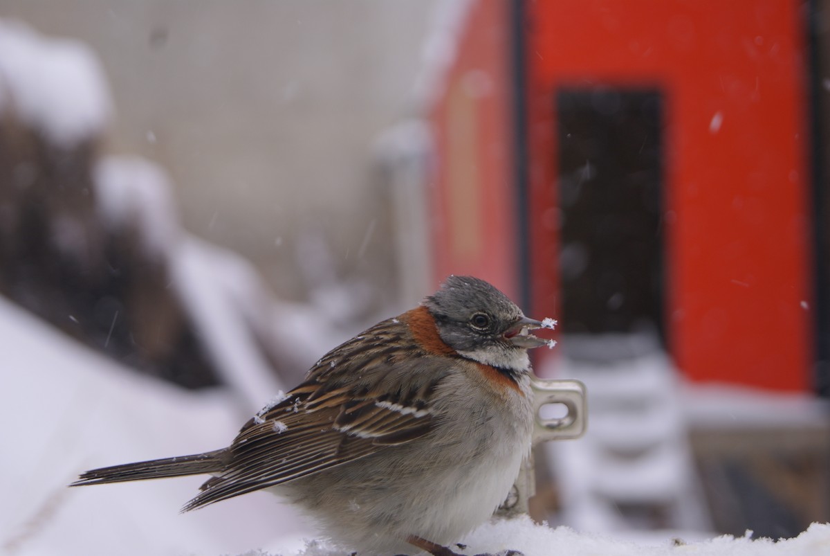 Rufous-collared Sparrow - ML267327651