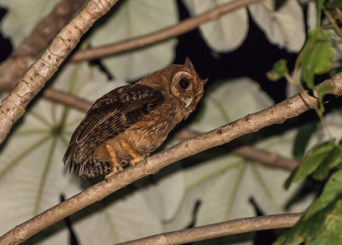 Jamaican Owl - ML26733551