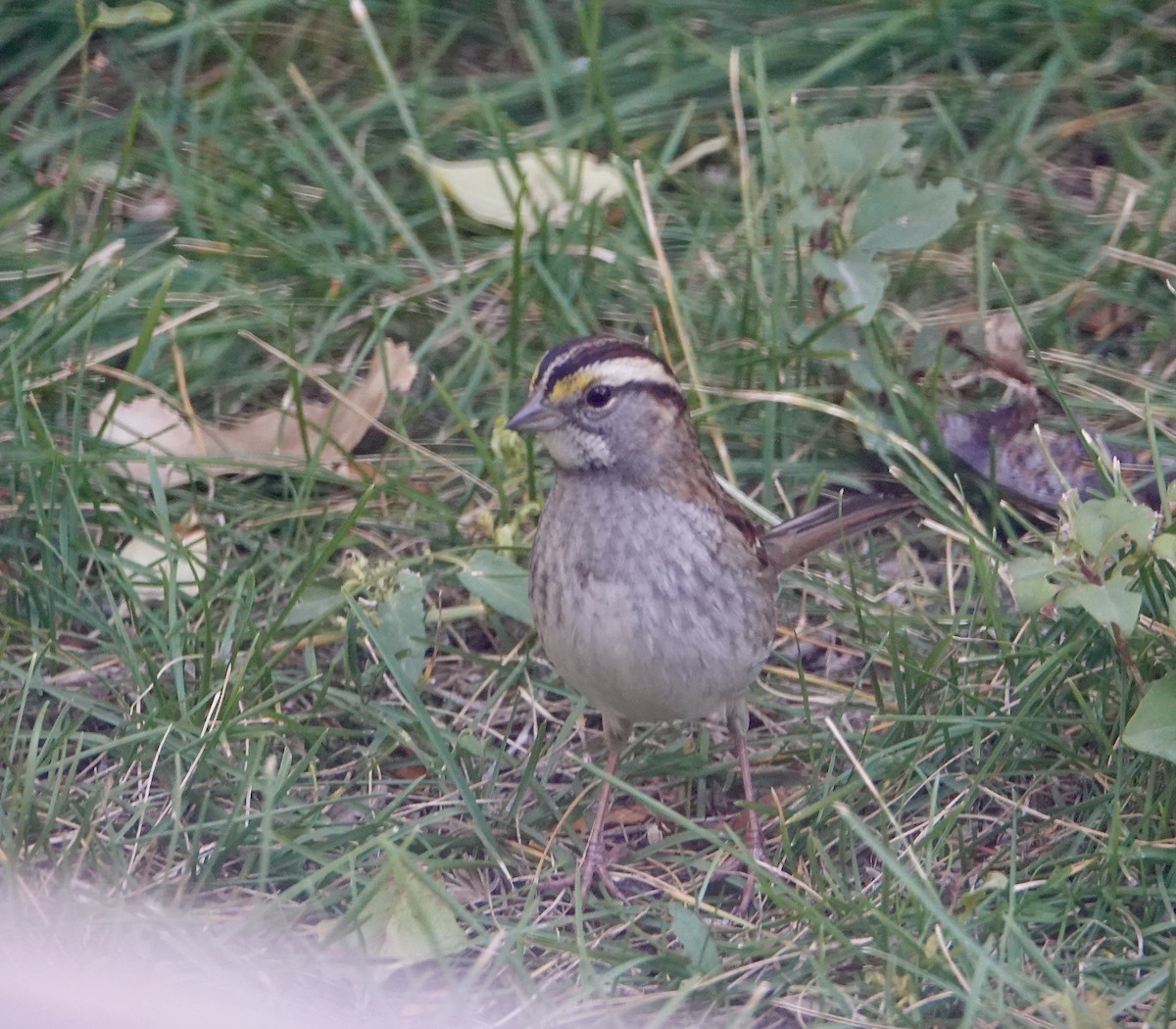 White-throated Sparrow - ML267349291