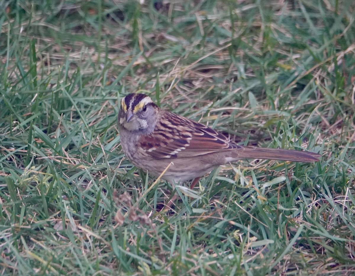 White-throated Sparrow - ML267349301