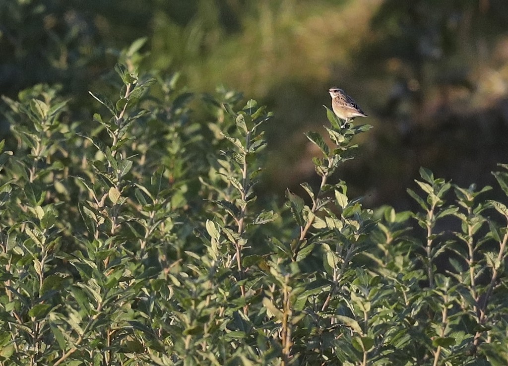 Whinchat - ML267350981