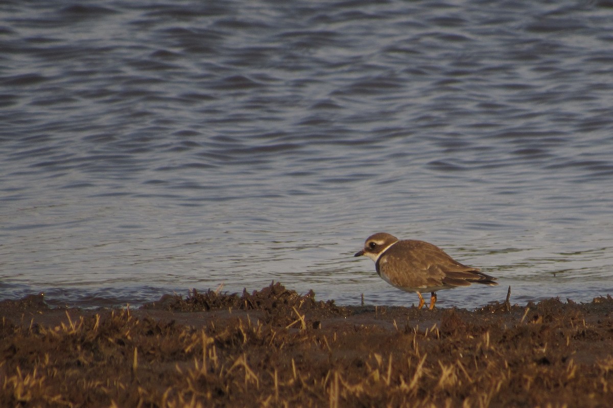 Common Ringed Plover - ML267357251