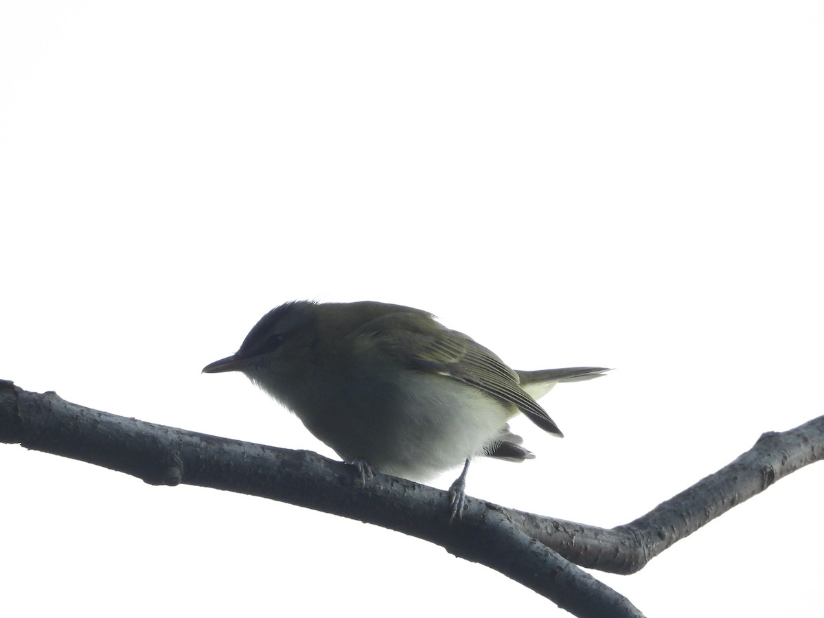 Red-eyed Vireo - Manny Salas