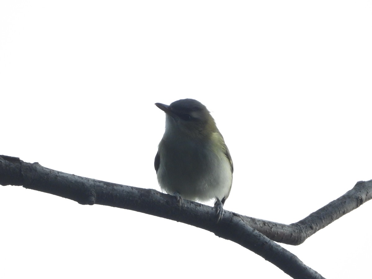 Red-eyed Vireo - Manny Salas