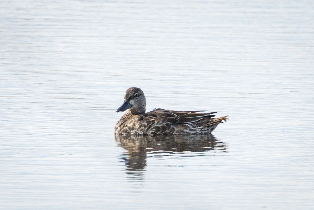 Blue-winged Teal - ML267371421