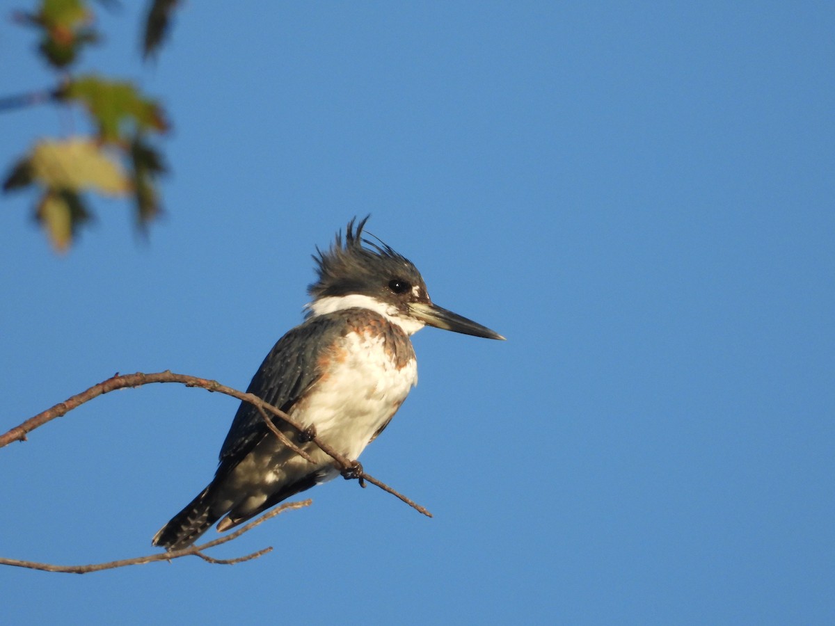 Belted Kingfisher - ML267378411