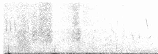 White-crested Tyrannulet (Sulphur-bellied) - ML267382211