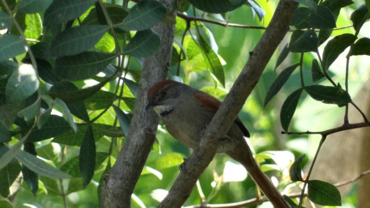 Sooty-fronted Spinetail - Matheus Janoto