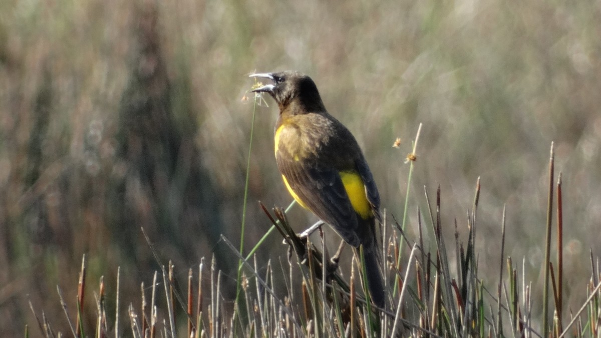 Yellow-rumped Marshbird - Matheus Janoto