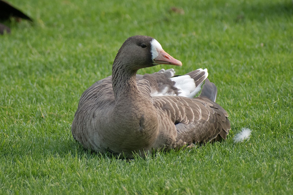 Greater White-fronted Goose - ML267384441