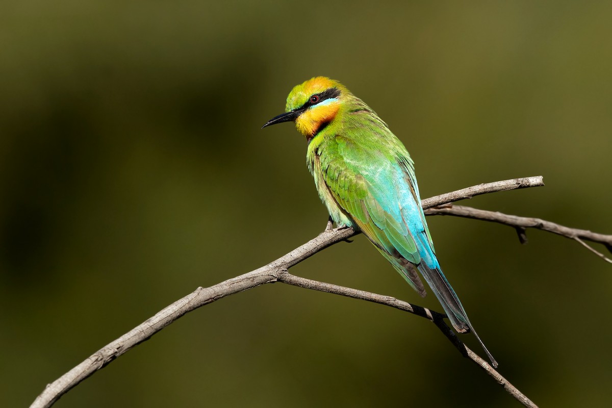 Rainbow Bee-eater - David Irving