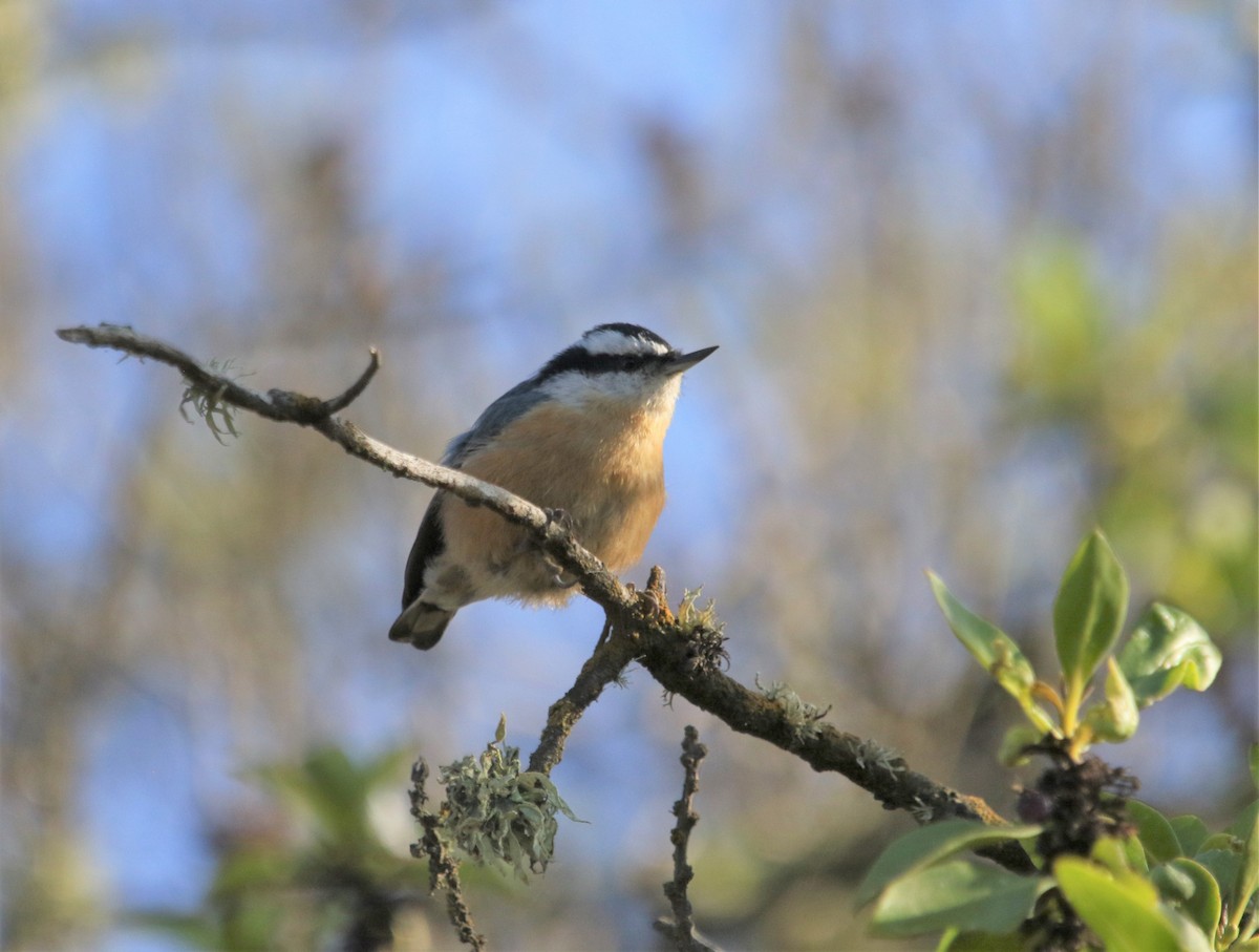 Red-breasted Nuthatch - ML267385771