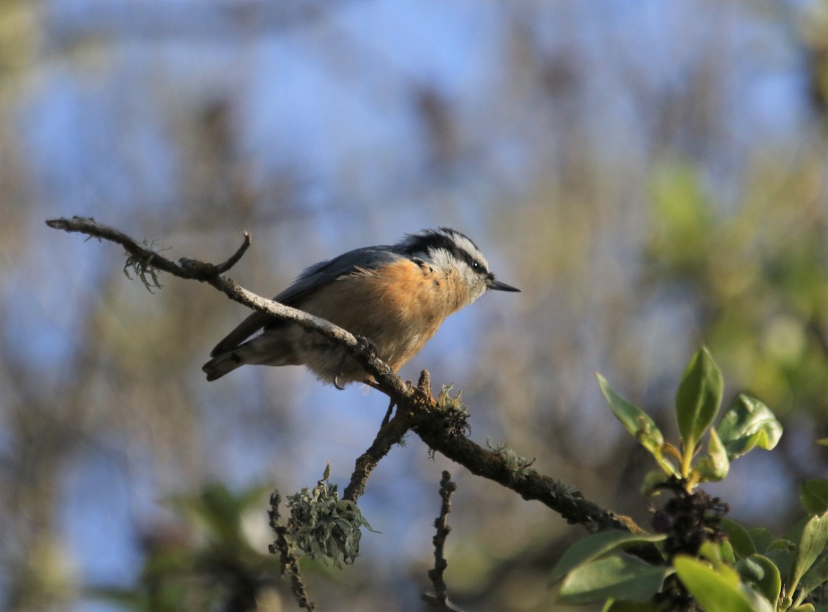 Red-breasted Nuthatch - Ann Vaughan