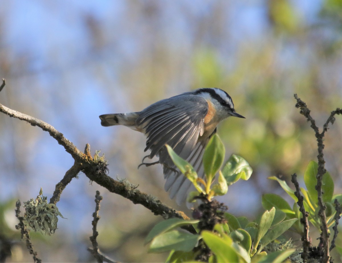 Red-breasted Nuthatch - ML267385831