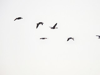 Greater White-fronted Goose, ML267385911