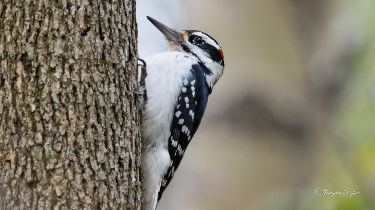 Hairy Woodpecker - Jacques  Pepin