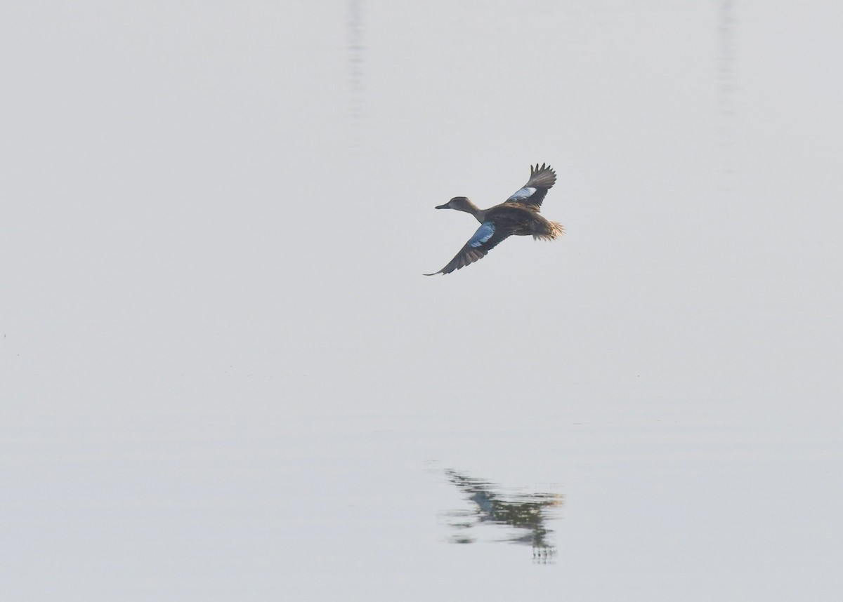 Blue-winged Teal - ML267387761