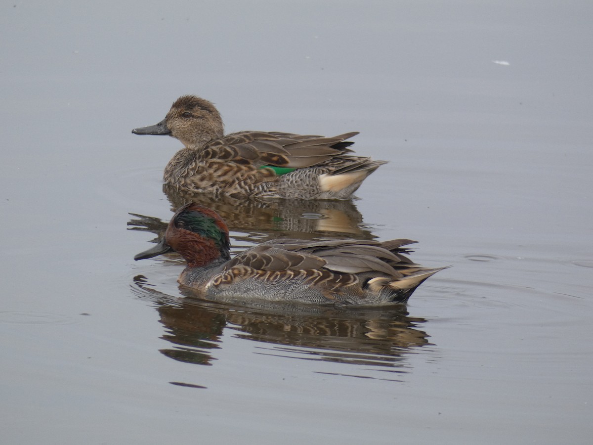 Green-winged Teal - ML267388721