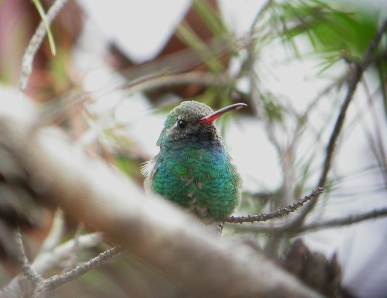 Broad-billed Hummingbird - Nick Anich