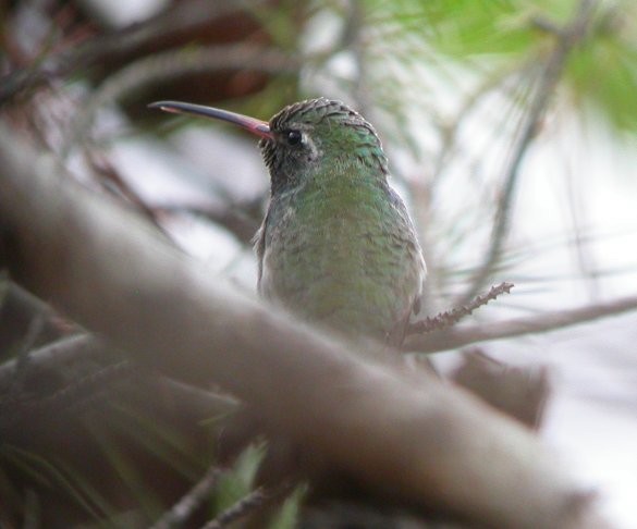 Broad-billed Hummingbird - ML26739081