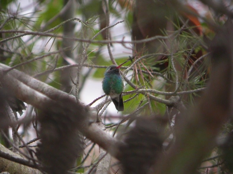 Broad-billed Hummingbird - ML26739101
