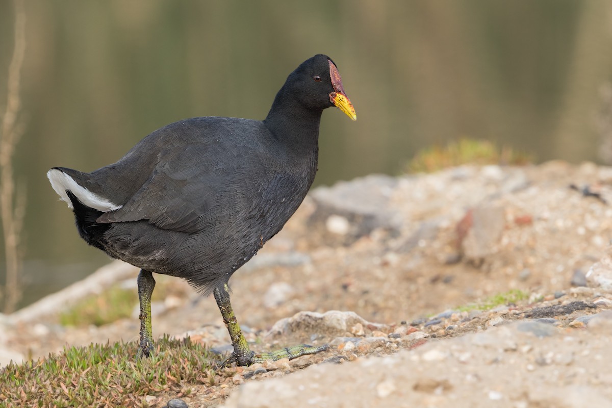 Red-fronted Coot - ML267393461