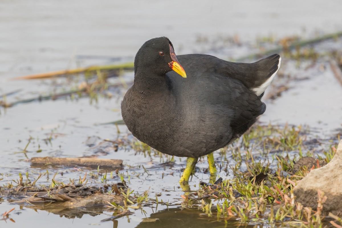Red-fronted Coot - ML267393591