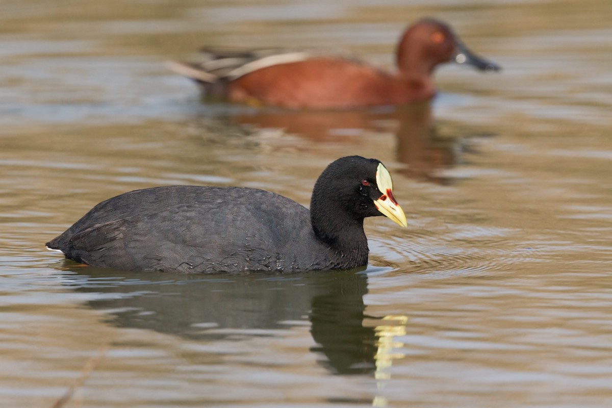 Red-gartered Coot - ML267393911