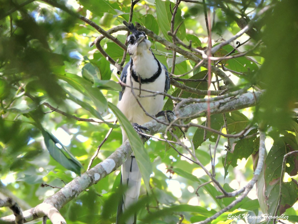 White-throated Magpie-Jay - ML267396981