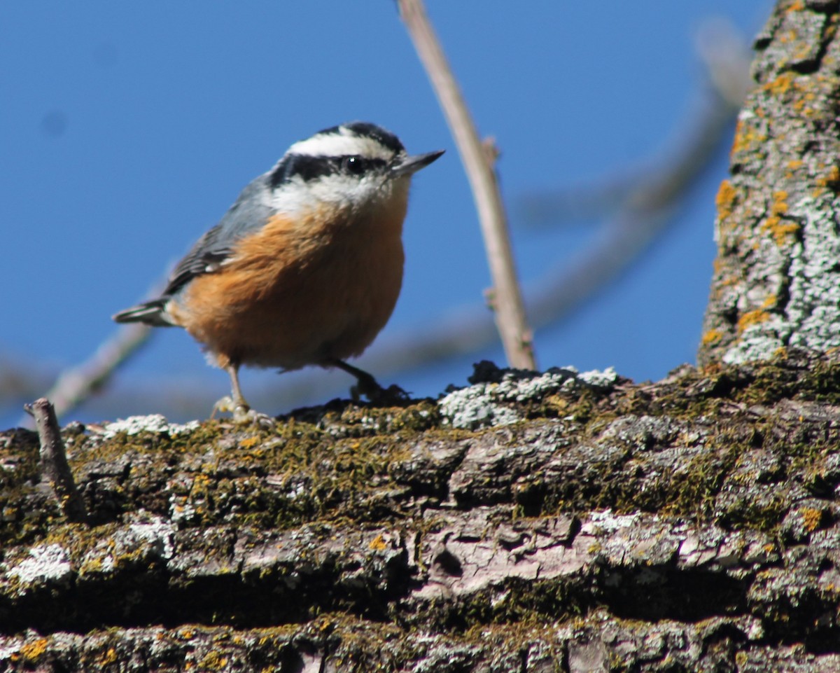 Red-breasted Nuthatch - ML267402911