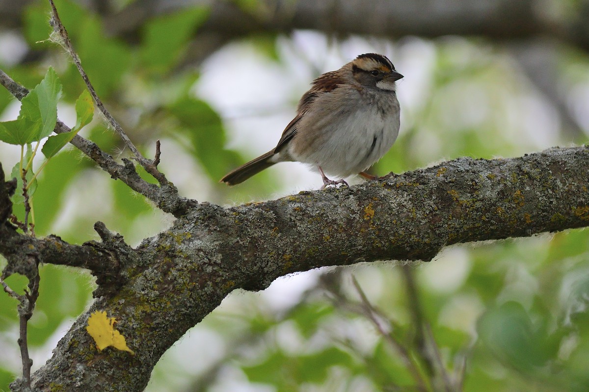 White-throated Sparrow - Dana Siefer