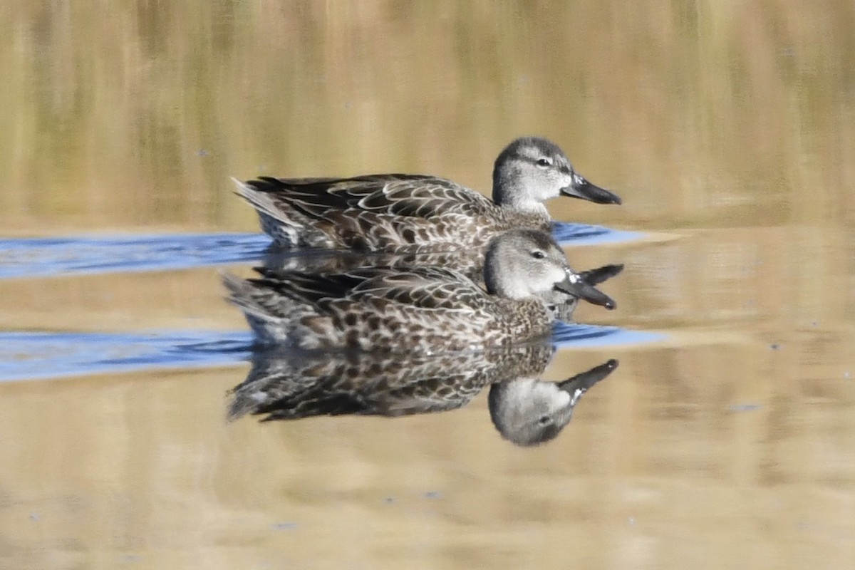 Blue-winged Teal - ML267416471