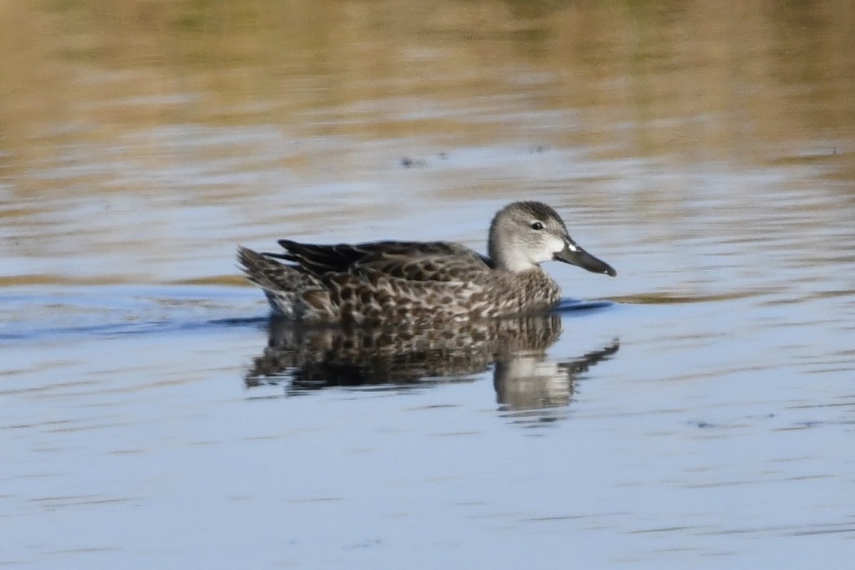 Blue-winged Teal - ML267416501