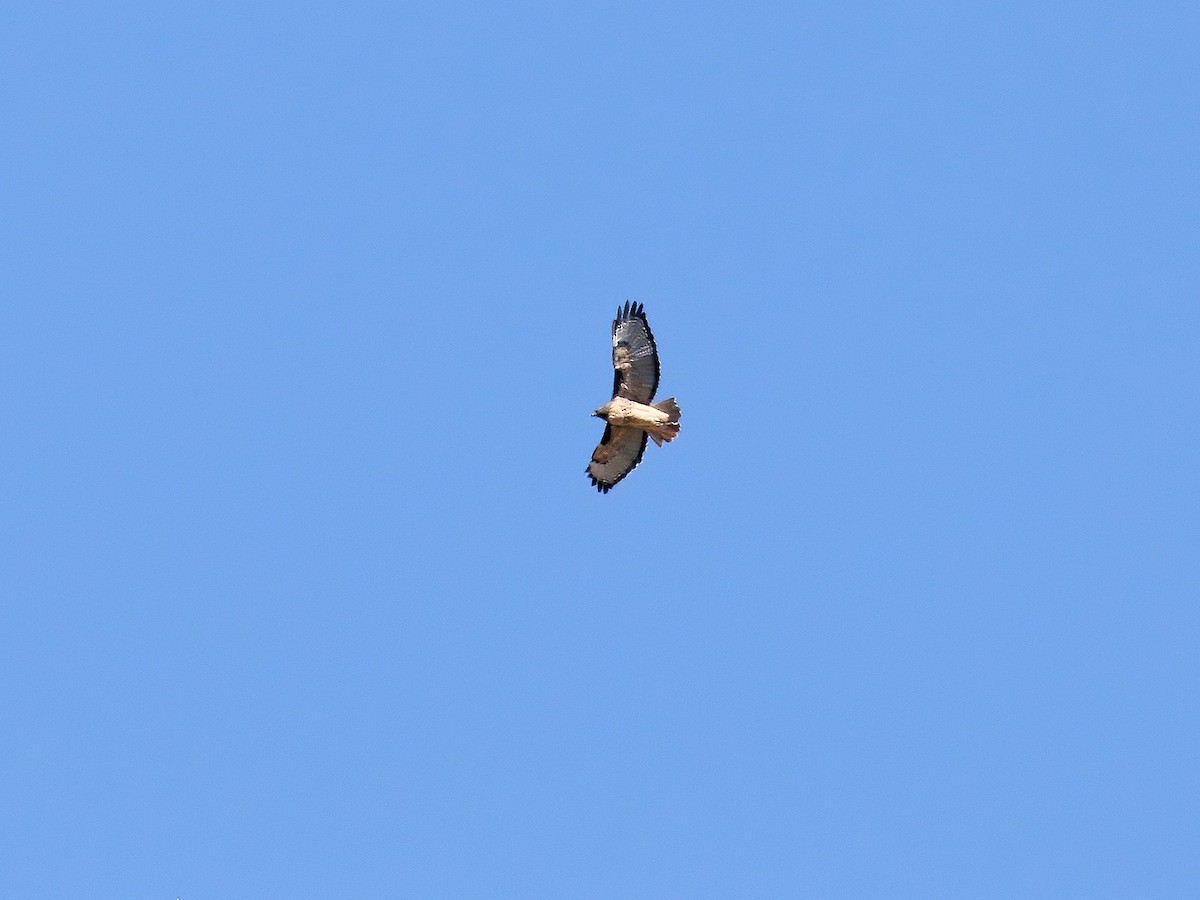 Red-tailed Hawk - ML267423341