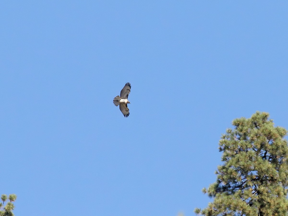 Red-tailed Hawk - ML267423351