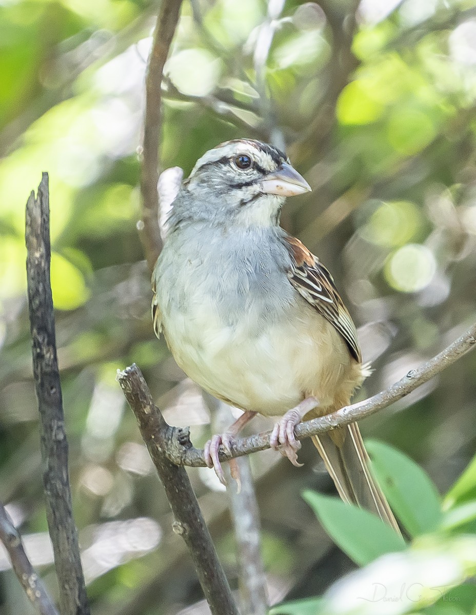 Cinnamon-tailed Sparrow - ML267425641